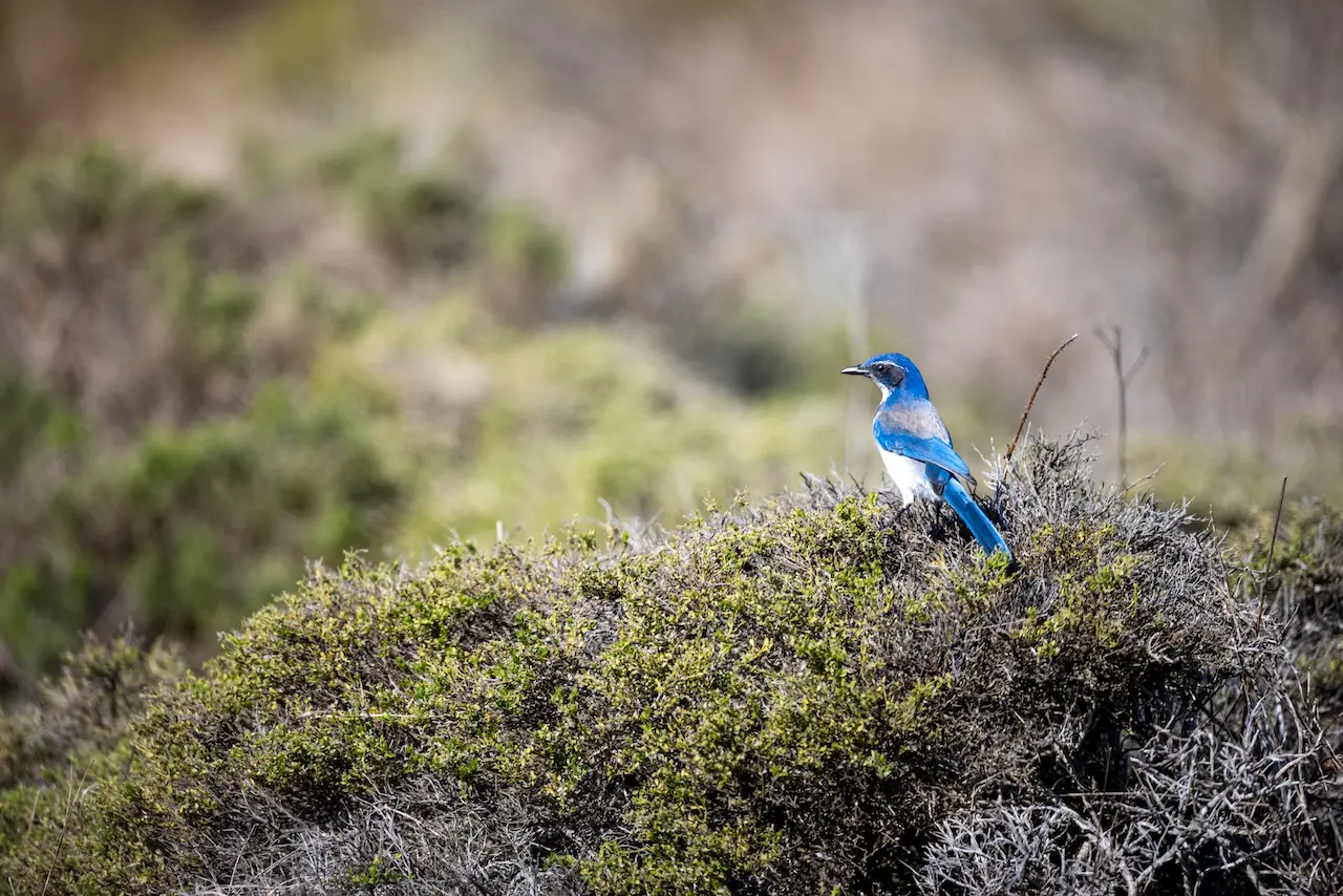 The Scrub Jays California Is In The Bush Hunting For Prey