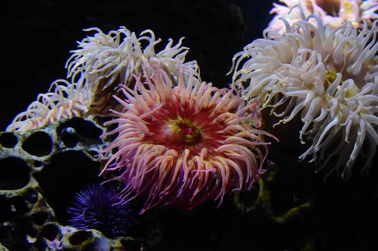 Sea Anemones Close Up