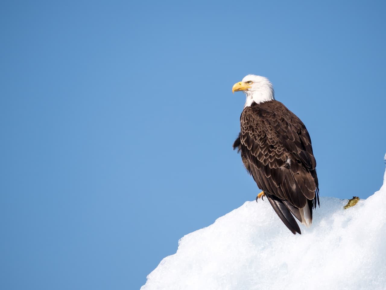 Sea Eagle Sitting On Snow Ice