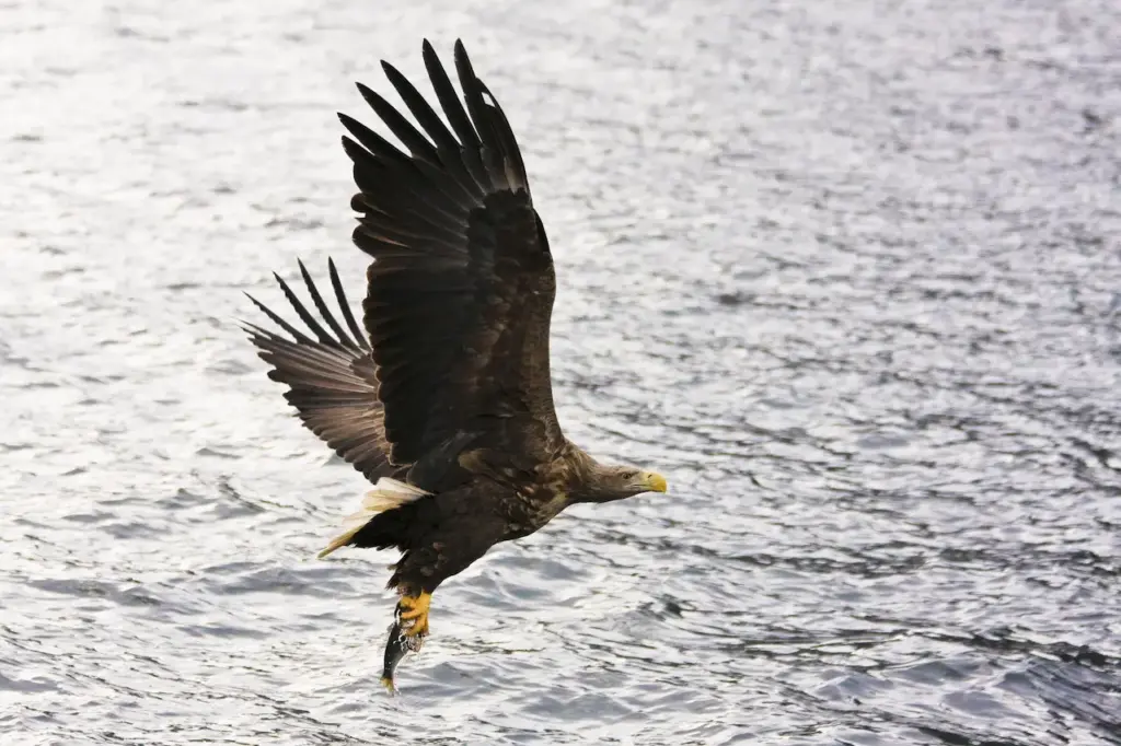 Sea Eagles Hunt For Food