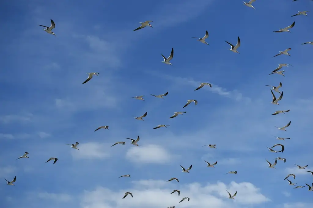 Flock of Sea Gulls Flying Under the Blue Sky