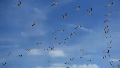 Flock of Sea Gulls Flying Under the Blue Sky