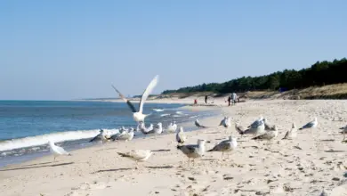 Flock of Sea Gulls on Beach