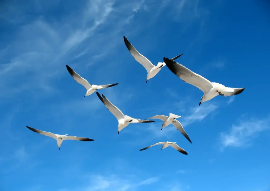 Sea Gulls Flying in the Air