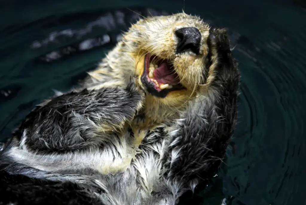 Sea Otter Swimming On Its Back