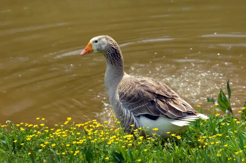 Sebastopol Geese on the Water