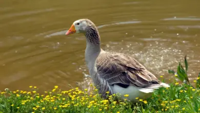 Sebastopol Geese on the Water