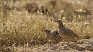 Pair of See-see Partridges on the Ground
