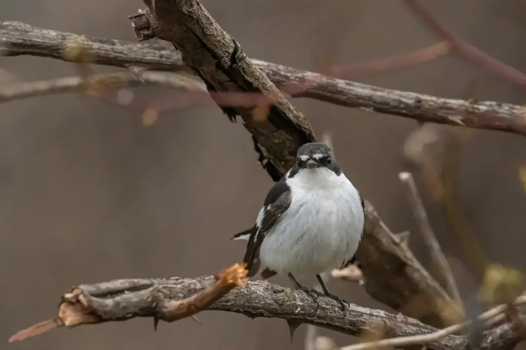 Semi-collared Flycatchers  on a Tree Branch 