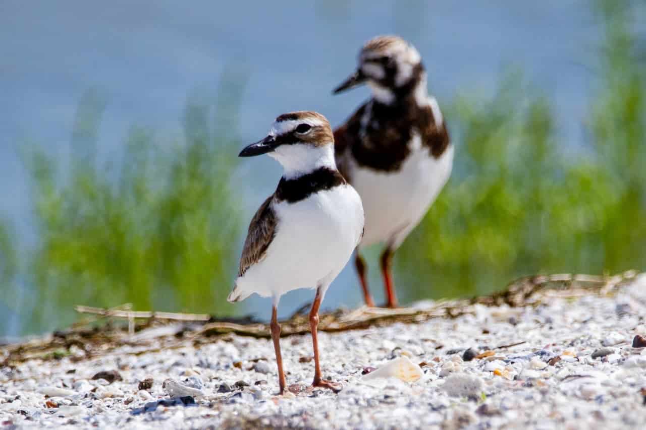 A Semipalmated Plovers couple searching for food in the beach.