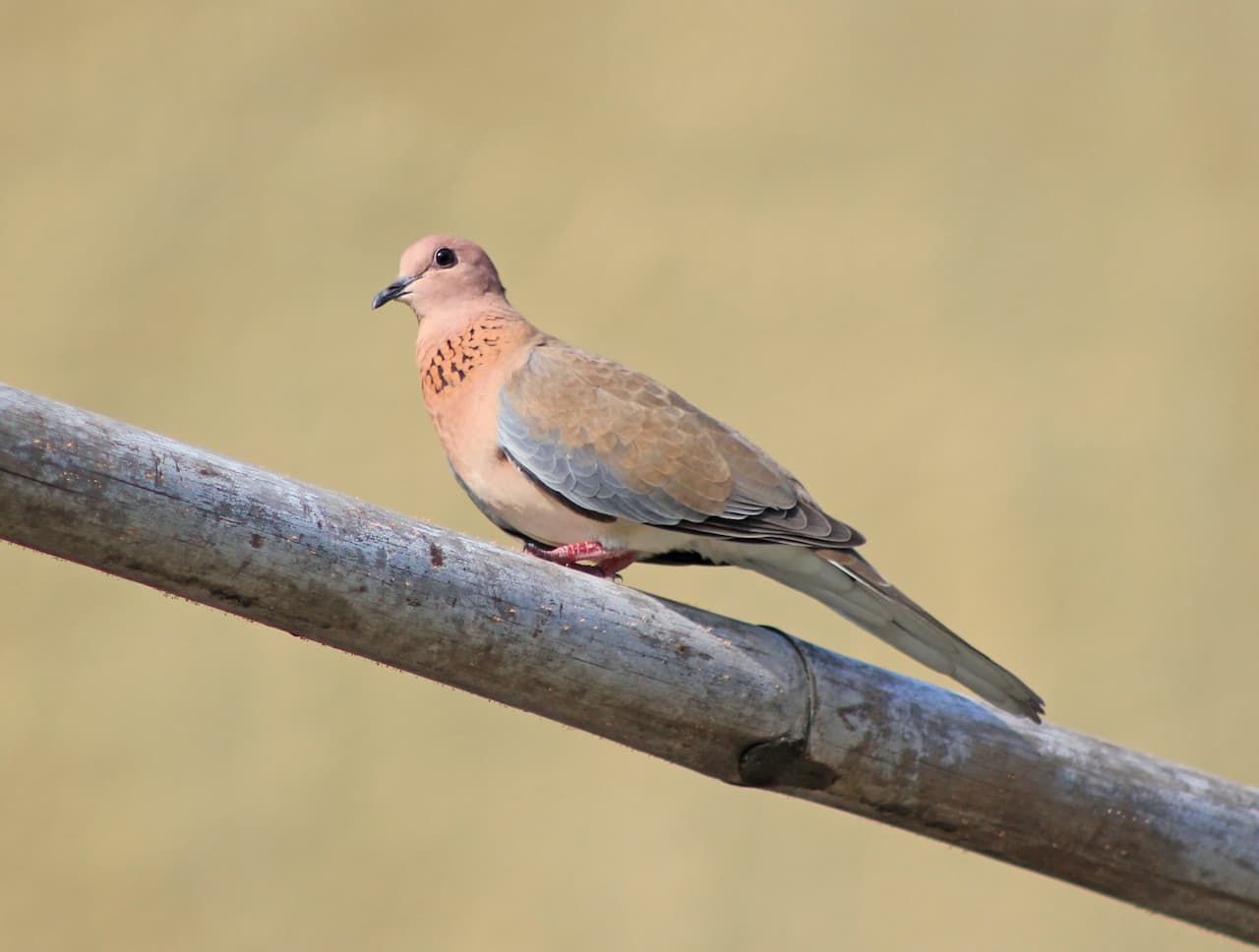 A Senegal Dove sitting on a tree branch alone.