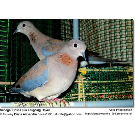 Senegal Doves aka Laughing Doves