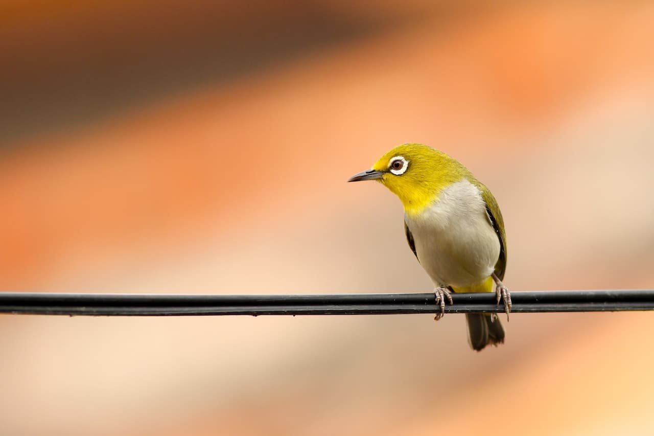 The Seram White-eyes Searching For Food While In The Perched Of A Wire