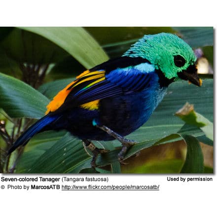 Seven-colored Tanager (Tangara fastuosa)