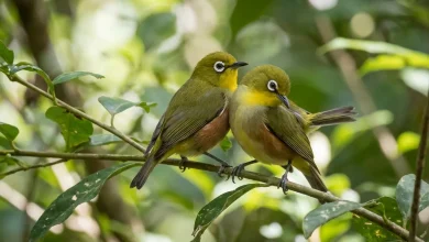 Seychelles Chestnut-sided White-eyes