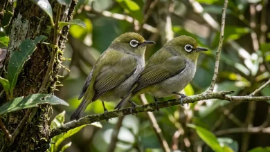 Seychelles White-eyes (Zosterops modestus)