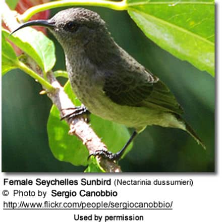 Female Seychelles Sunbird (Nectarinia dussumieri)