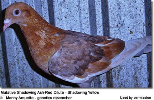 MutativeShadowing Ash-Red Dilute - Shadowing Yellow