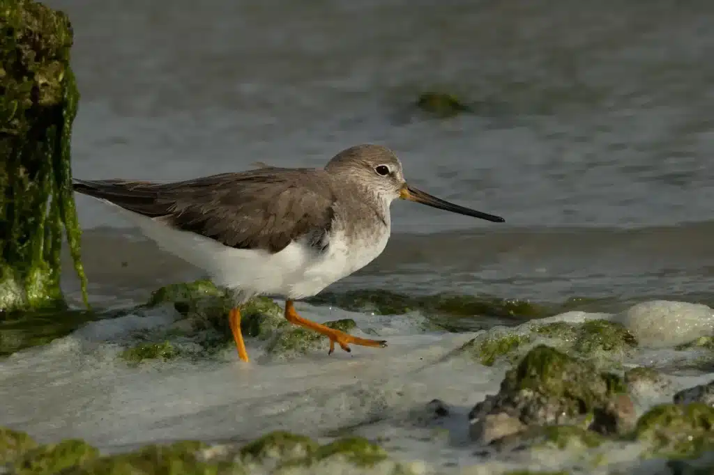 Shanks Waling in the Sand Looking for Food 