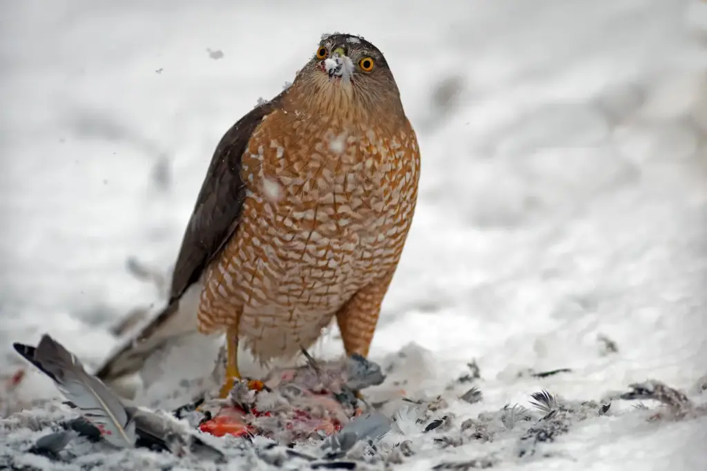 A Hawk Standing on Snowy Ground Sharp-shinned Hawks