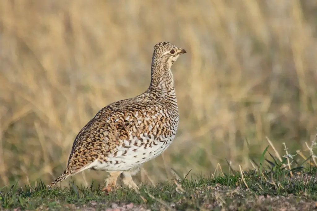 Sharp-tailed Grouse on the Grass 