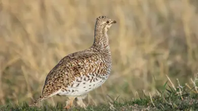 Sharp-tailed Grouse on the Grass