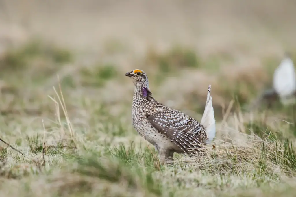 Sharp-tailed Grouse on a Grass 