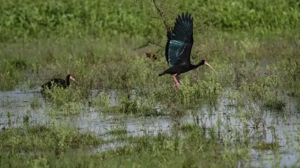 Sharp-tailed Ibises Is On Flight Looking For Prey