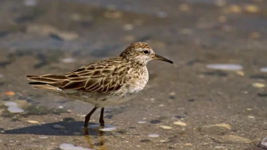 Sharp-tailed Sandpipers Walking on the Water