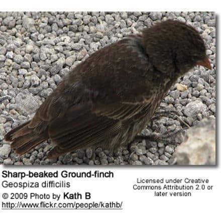 Sharp-beaked Ground-finch (Geospiza difficilis)
