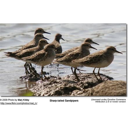 SharptailedSandpipers