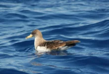 Shearwaters