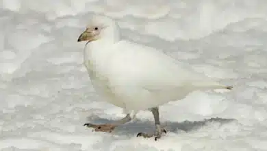 Sheathbills on the Snow