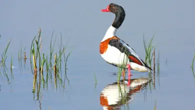 Shelducks Standing on a Water