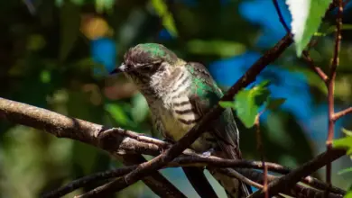 The Shining Bronze-Cuckoo Resting In A Woods