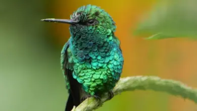 The Shining-Green Hummingbirds Perched In A Thorn