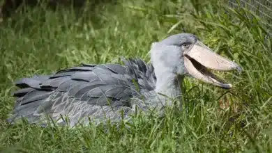 The Shoebill Stork Resting In The Grass