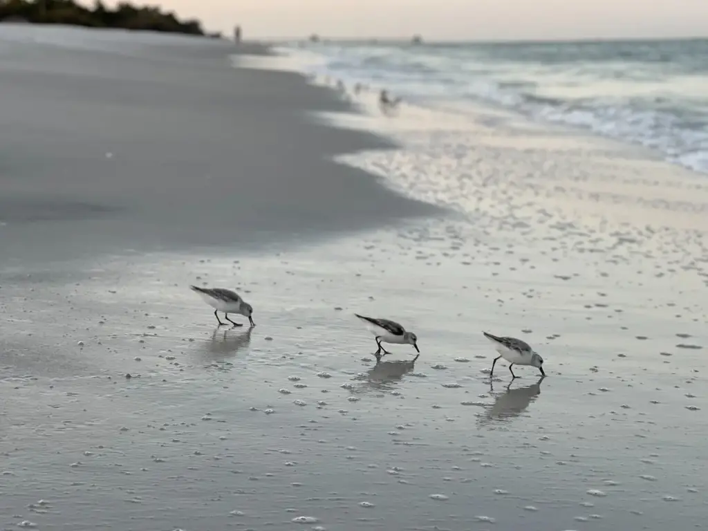 The Three Sandpiper Are Looking For Food In The Shore