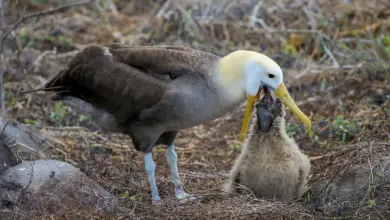 The Short-tailed Albatross Feeding its Baby