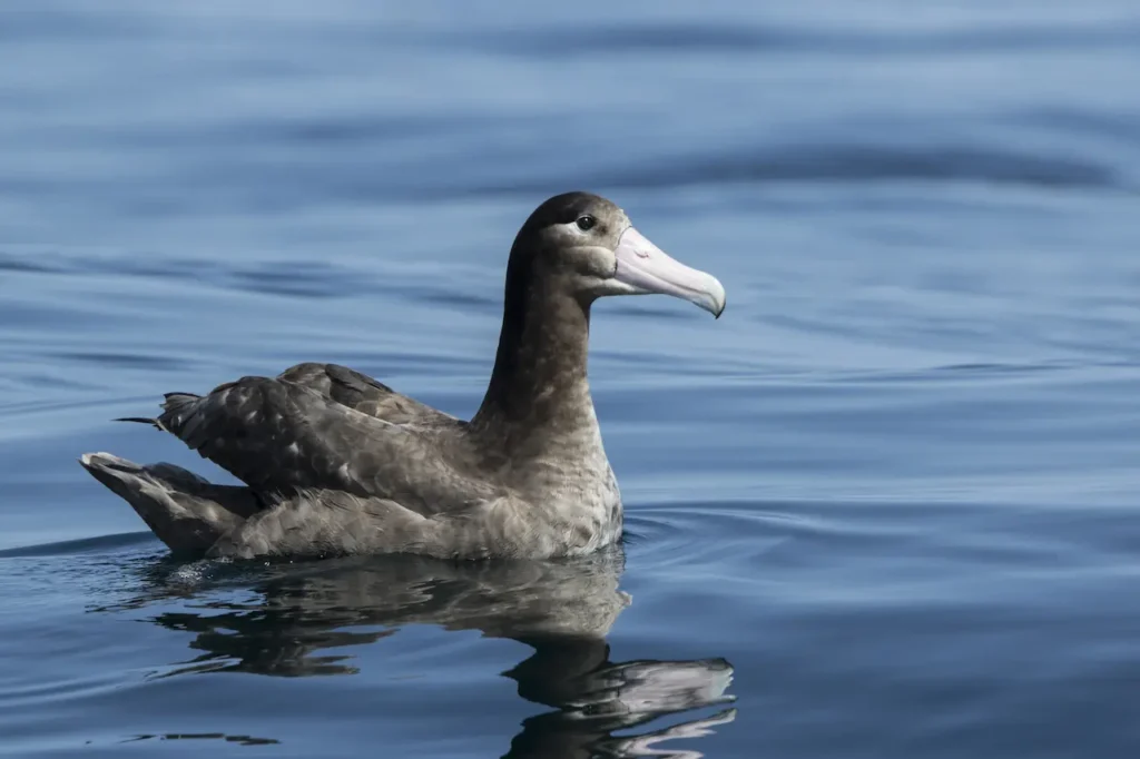 Short-tailed Albatrosses 