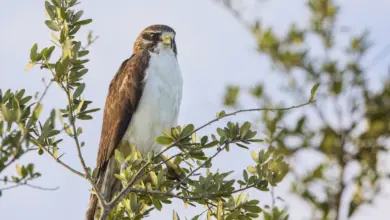 A Bird Perched on Tree Short-tailed Hawks