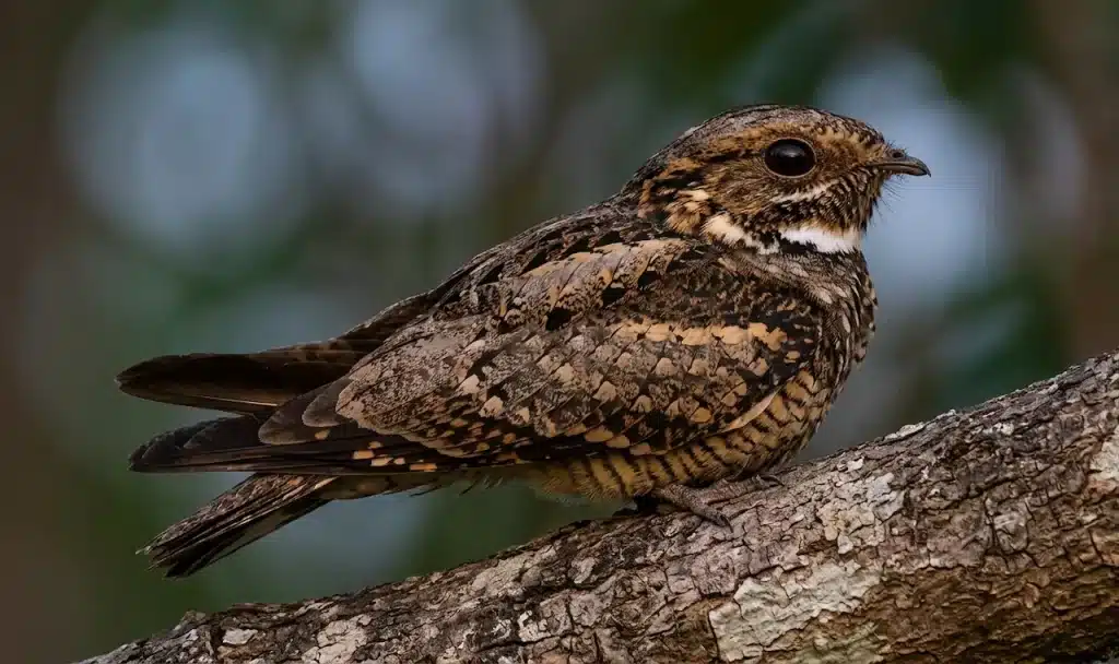 Short-tailed Nighthawk (Lurocalis semitorquatus)