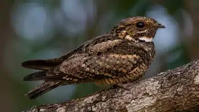 Short-tailed Nighthawk (Lurocalis semitorquatus)