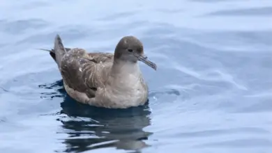 Short-tailed Shearwater in the Water Surface