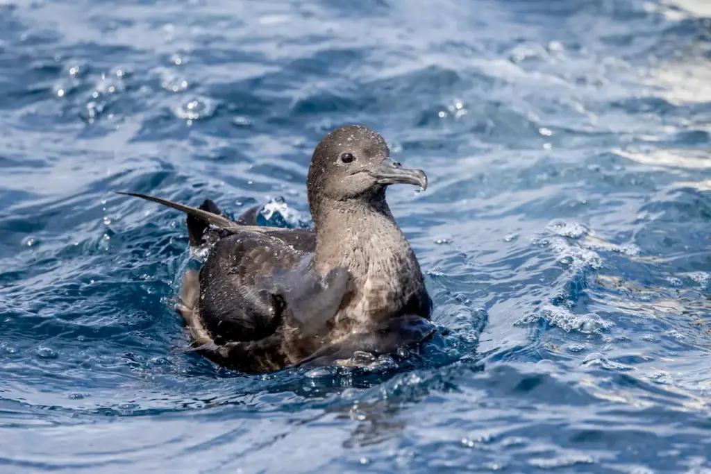 Short-tailed Shearwater Floating on the Water 