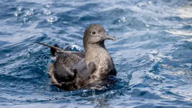 Short-tailed Shearwater Floating on the Water