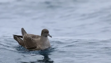 Short-tailed Shearwaters