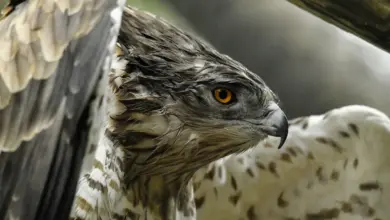 A Short-toed Eagles Face