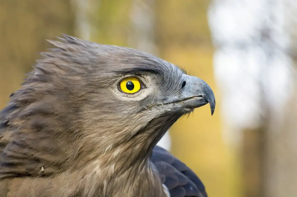 Closeup Image of Short-toed Eagles Photos