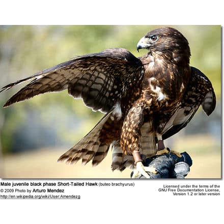 Common buzzard - Wikipedia